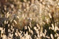 Wild Foxtail Grass Background at Autumn Sunrise