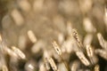 Wild Foxtail Grass Background at Autumn Sunrise