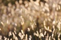 Wild Foxtail Grass Background at Autumn Sunrise