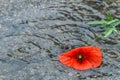 Wild fragile red poppy on the wet background. Springtime, raining, raindrops closeup Royalty Free Stock Photo