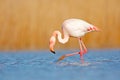 Wild France. Greater Flamingo, Phoenicopterus ruber, beautiful pink big bird in dark blue water, with evening sun, reed in the bac Royalty Free Stock Photo