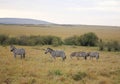 Animals in the savannah of Masai Mara national park in Kenya Royalty Free Stock Photo