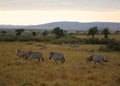 Animals in the savannah of Masai Mara national park in Kenya Royalty Free Stock Photo