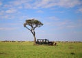 Animals in the savannah of Masai Mara national park in Kenya Royalty Free Stock Photo