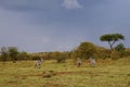 Animals in the savannah of Masai Mara national park in Kenya Royalty Free Stock Photo