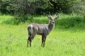 Wild free deer and antelopes in africa. national reserve with animals.