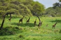 Wild free giraffes in africa. national reserve with animals. protection of wild giraffes