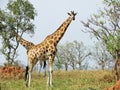 Wild free giraffes savanna safari Uganda Africa