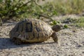 Hermann`s tortoise crawling in the nature in Bulgaria.