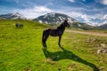 Wild free horses up on Agrafa mountains Royalty Free Stock Photo