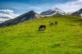 Wild free horses up on Agrafa mountains Royalty Free Stock Photo