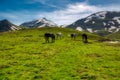 Wild free horses up on Agrafa