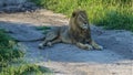 A wild and free lion lies on a dirt road in the savannah. Royalty Free Stock Photo