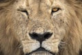 Wild free lion portrait lying Royalty Free Stock Photo