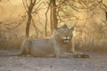 Wild free lion portrait lying Royalty Free Stock Photo