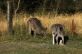 Kangaroo in Australia