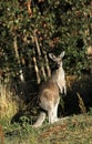 Kangaroo in Australia