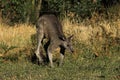 Kangaroo in Australia