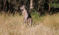 Kangaroo in Australia