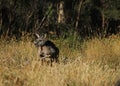 Kangaroo in Australia