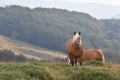 Wild free-range horses with nature as background