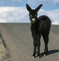 Wild donkey with foal, roaming free on the prairie, USA Royalty Free Stock Photo