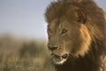 Wild roaming African male lion portrait Royalty Free Stock Photo