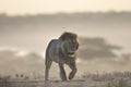 Wild roaming African male lion portrait Royalty Free Stock Photo