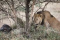 Wild roaming African male lion portrait Royalty Free Stock Photo