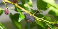 wild fresh black mulberry fruit - morus nigra - growing on the tree, the fruit is a compound cluster of several small drupes that Royalty Free Stock Photo