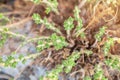 Wild fresh oregano grows in the mountains. Raw green oregano in field. Greek natural herb oregano. Close up of oregano Royalty Free Stock Photo