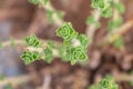 Wild fresh oregano grows in the mountains. Raw green oregano in field. Greek natural herb oregano. Close up of oregano Royalty Free Stock Photo