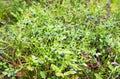 Wild fresh organic blueberry bush in forest.  Blueberry plant growing naturally. Huckleberry Royalty Free Stock Photo