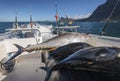 Wild fresh tuna lies on the deck of the yacht after sea fishing