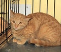 Wild frightened cat in a cage Royalty Free Stock Photo