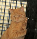 Wild frightened cat in a cage Royalty Free Stock Photo