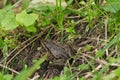 Wild frog close up view while resting on pond ecosystem,amphibian animals Royalty Free Stock Photo