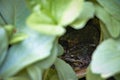 Wild frog hiding in the foliage in a garden pond