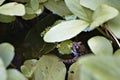 Wild frog hiding in the foliage in a garden pond