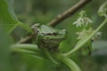 Wild frog Hyla arborea