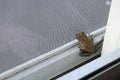Wild Frog Inside Screen Door of a Townhome Royalty Free Stock Photo