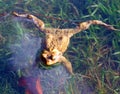 Wild frog in pond