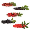 Wild Fruit Collection Royalty Free Stock Photo