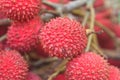Wild fruit from forest, wild lychee Royalty Free Stock Photo