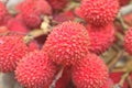 Wild fruit from forest, wild lychee Royalty Free Stock Photo