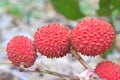 Wild fruit from forest, wild lychee Royalty Free Stock Photo