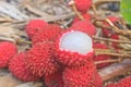 Wild fruit from forest, wild lychee Royalty Free Stock Photo
