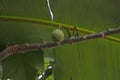 wild fruit that lives in the forest on a banana leaf background Royalty Free Stock Photo