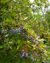 Wild Fruit in Manali Himachal Pradesh India