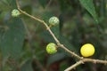 Wild fruit